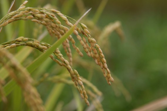 お米を見極めて仕入れ・ブレンド